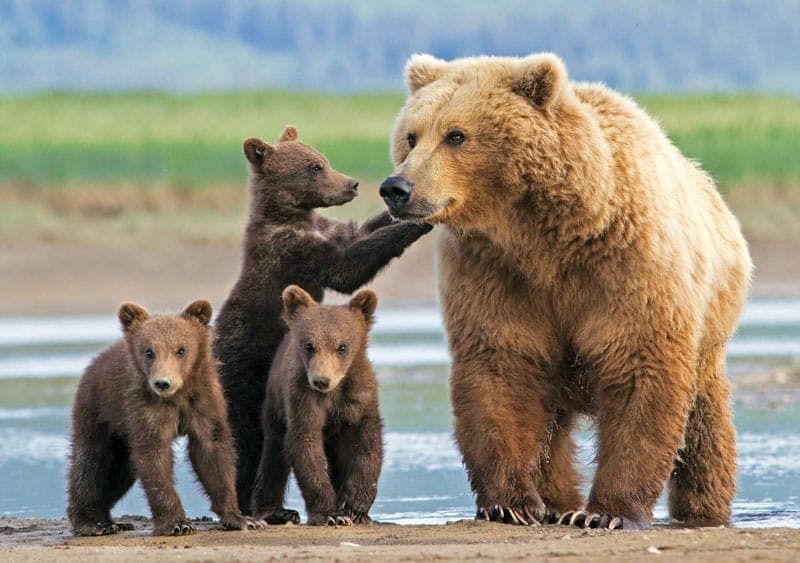 Bear Family Portrait - Alaska Photo Notecard