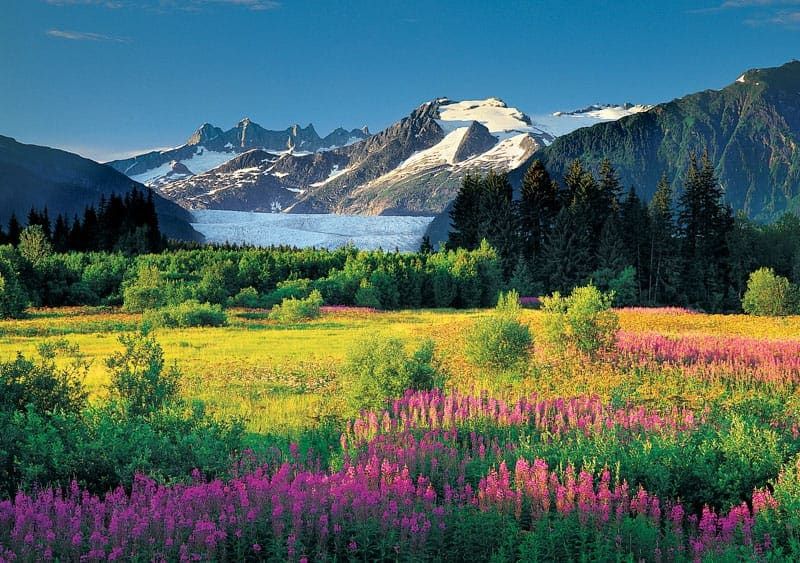 Fireweed Meadow and Glacier - Alaska Photo Notecard