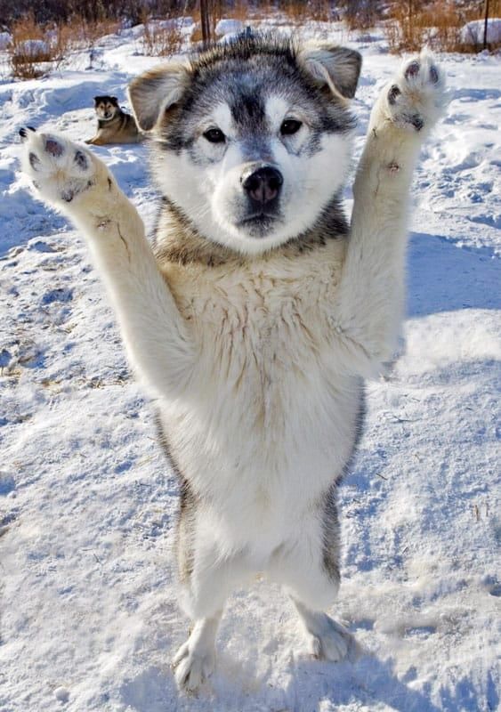 Born to Run - Alaska Photo Notecard