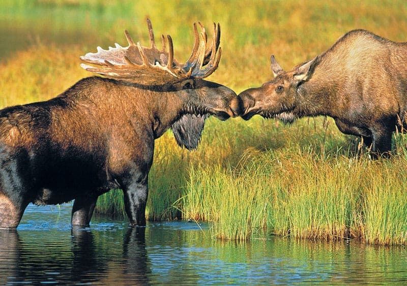 Moose Smooch - Alaska Photo Notecard Moose Smooch - Alaska Photo Notecard