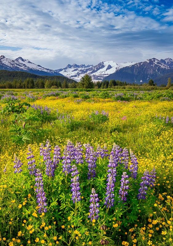 Lupine Meadow - Alaska Photo Notecard