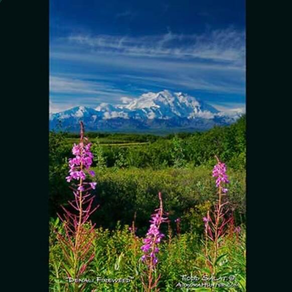 Todd Salat Northern Lights Prints Todd Salat Northern Lights Prints, Size: 5 x 7, Title: Denali Fireweed