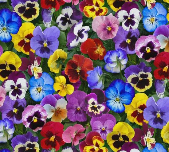 Lovely Pansies