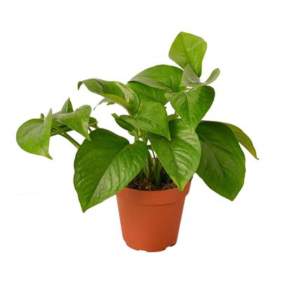 Pothos 'Green Queen'-6" Pot