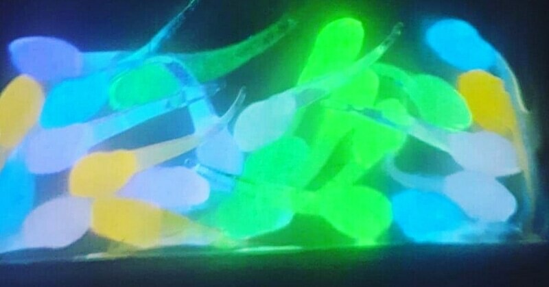 1&quot; Super Glo Nano fry glo 10 of ea color total of 160 baits