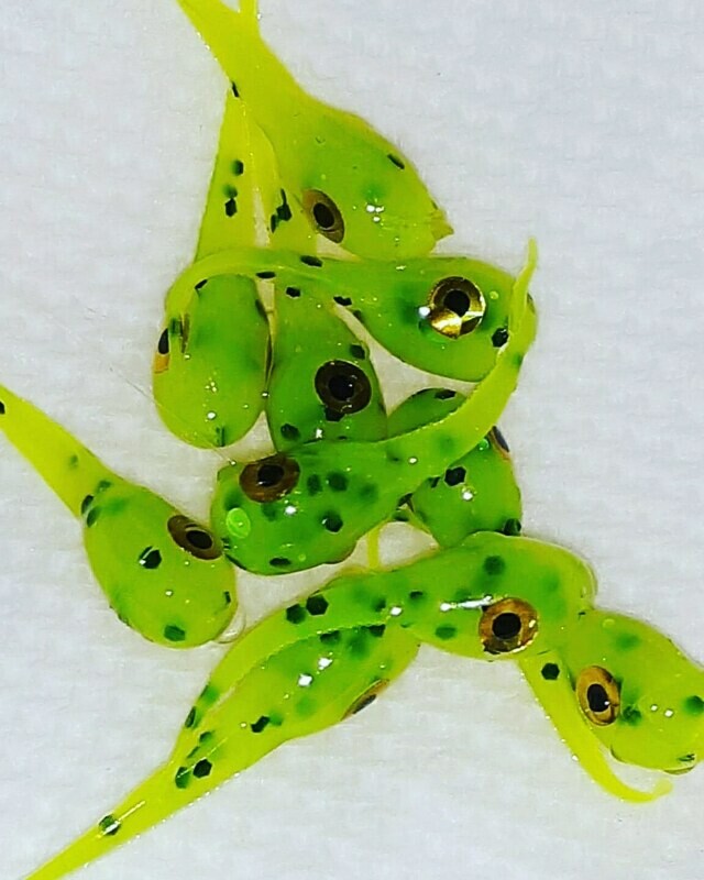 1&quot; Nano bullfrog tadpol 10 per pk