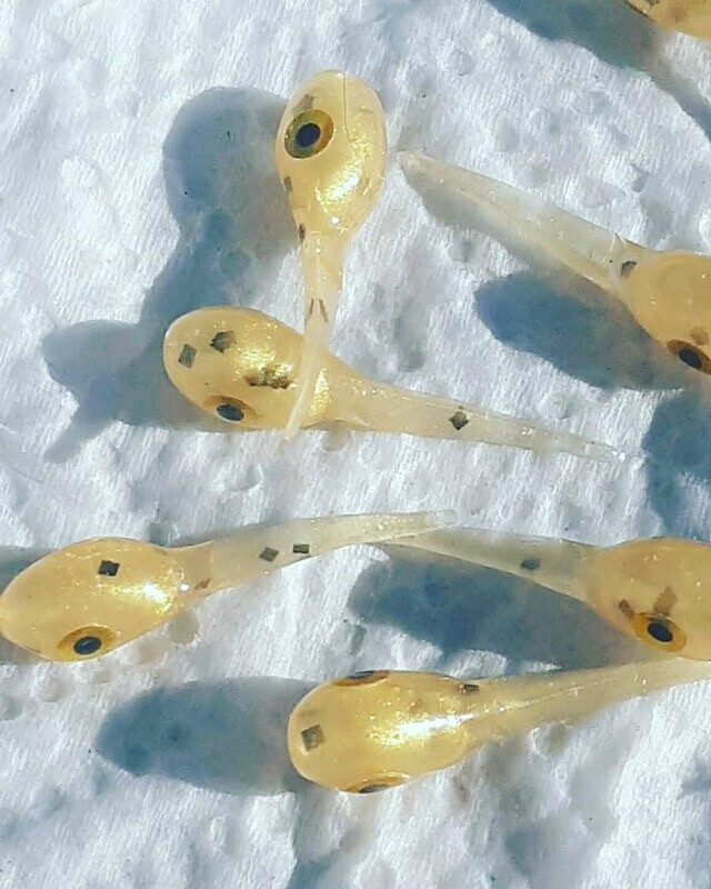 1&quot; Nano  Dirty gold 10 per pk
