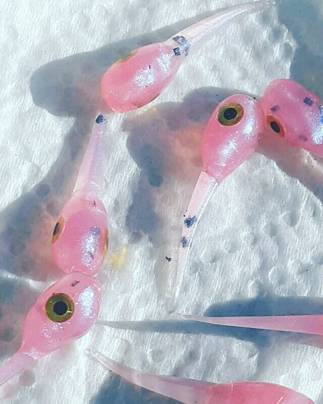 1&quot; Nano Speckled earthworm 10 per pk