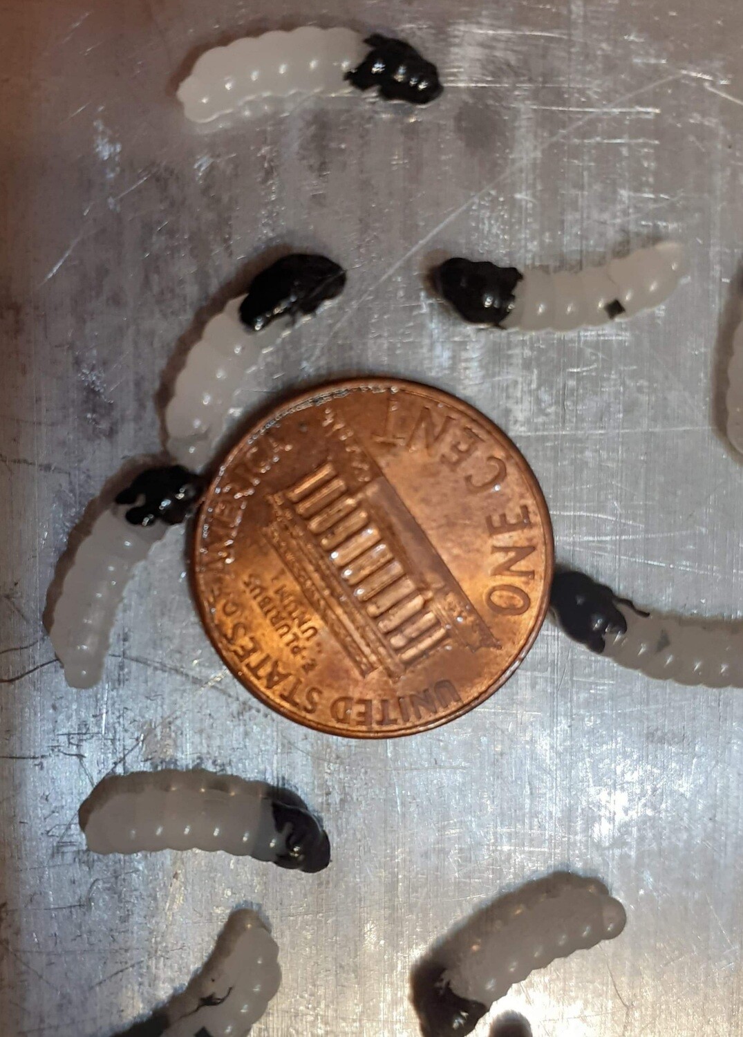 .5&quot; Goldenrod grubs  15 per pack