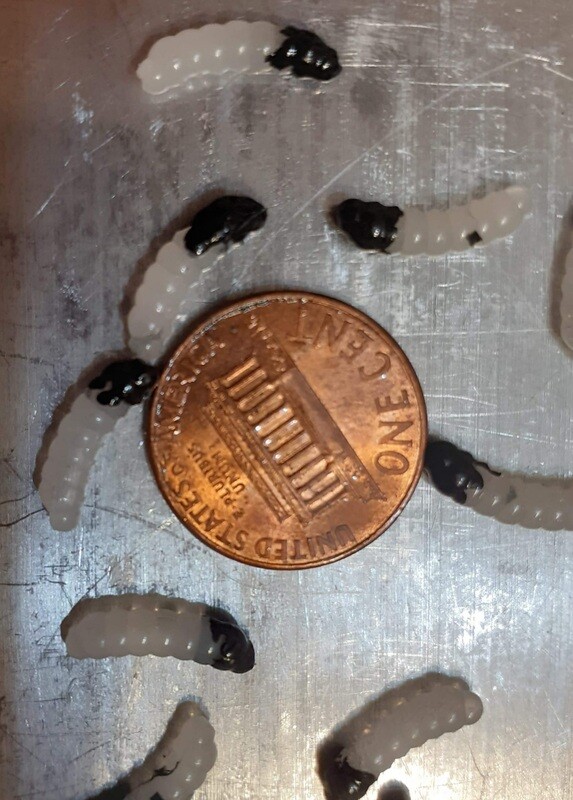 .5&quot; Goldenrod grubs  15 per pack