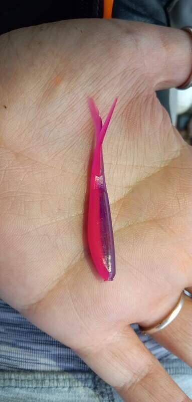 2 1/4 Mad hoppin minnows 10 per pack