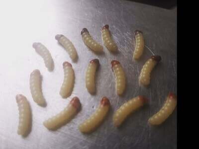.5&quot; Goldenrod grubs