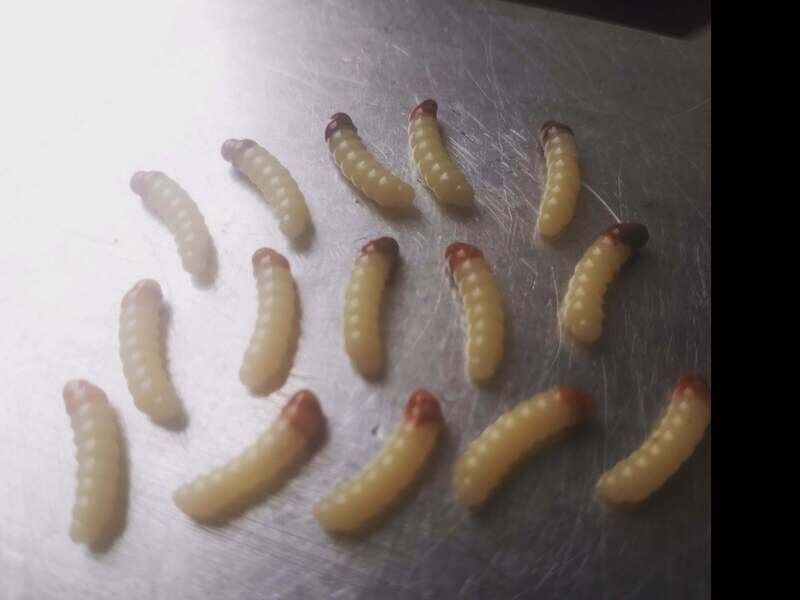 .5&quot; Goldenrod grubs 15 per pack