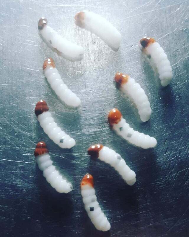 .5&quot; Goldenrod grubs 15 per pack