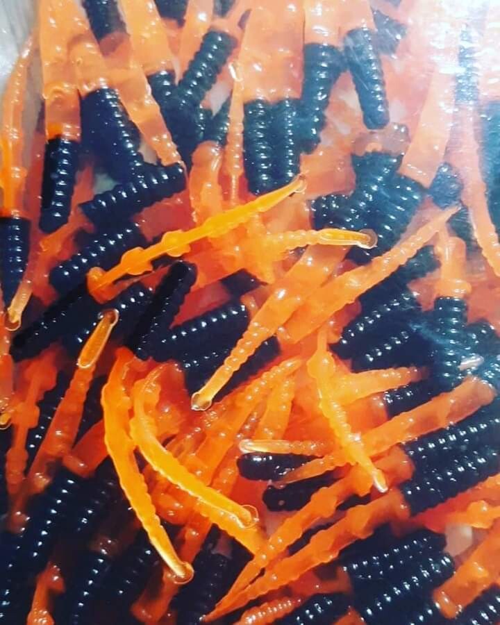 1.5&quot; Dancin leeches 
10 per pack