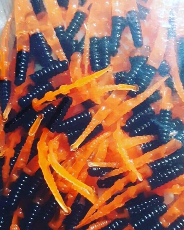 1.5&quot; Dancin leeches 
10 per pack