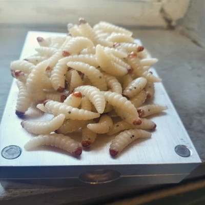 7/8&quot; Waxworms