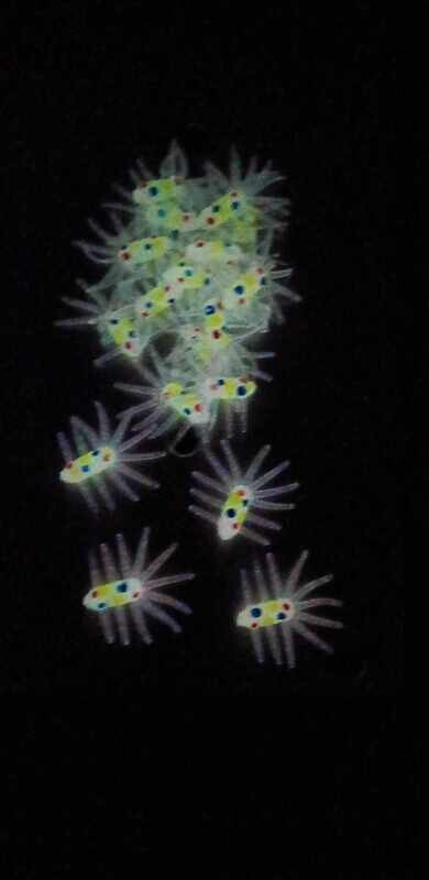 3/4&quot; Lil buggers 
Wonder bread white glo 
10 per pk