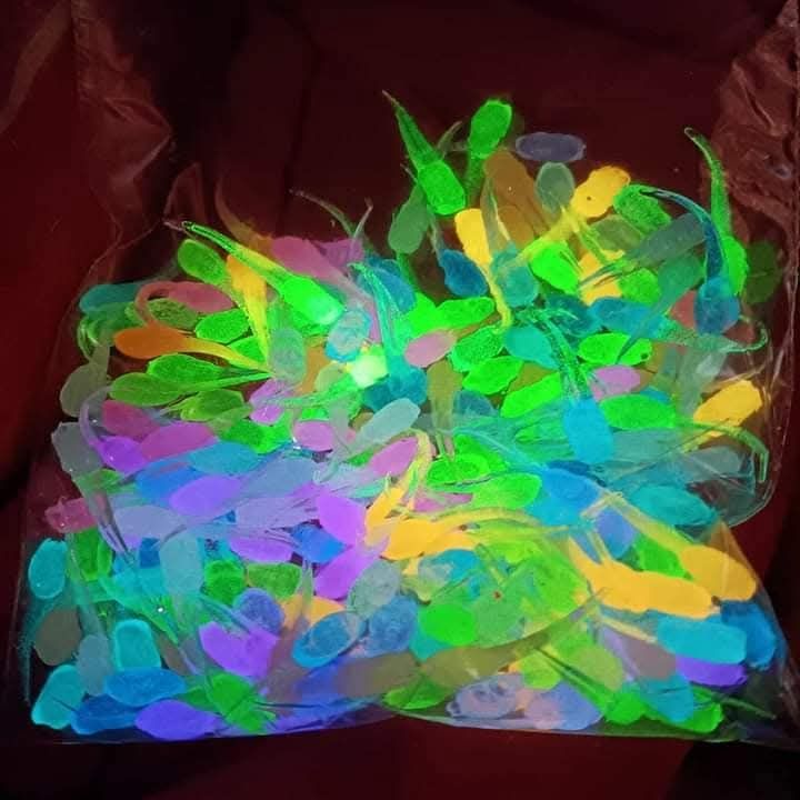 125 1&quot; Glo nanos