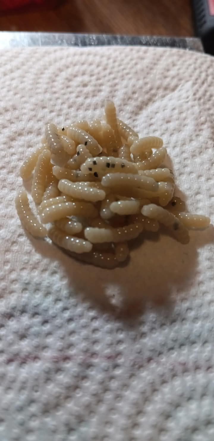 .5&quot; Goldenrod grubs  120 per pack