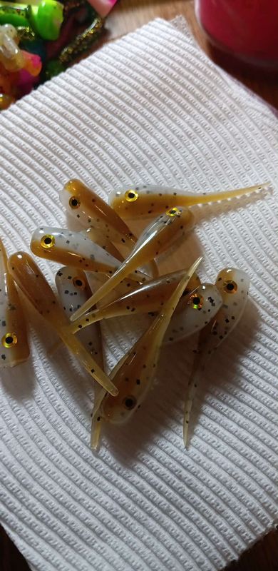 2&quot; Candy shad eyes Mississippi shiner  12 per pack
