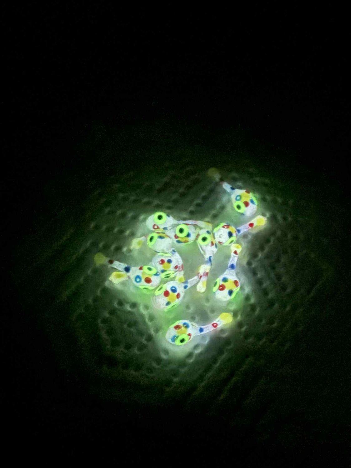 1/2&quot; Lil titans 10 per pack White glo Wonder bread