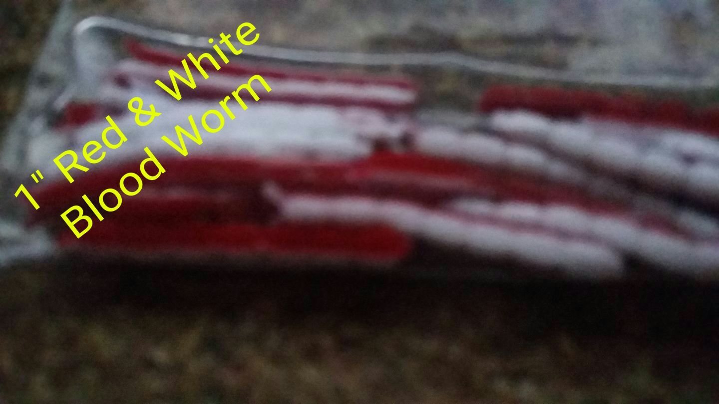 blood worm 20 per pk red/white