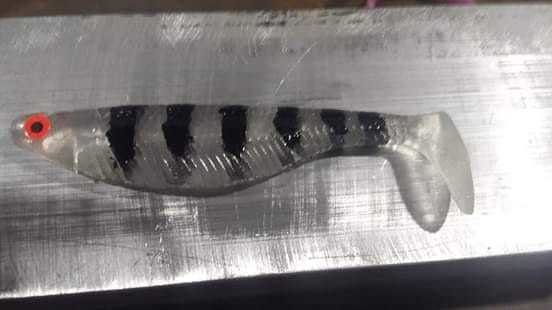 3" Thumpin Shad Ghost tiger