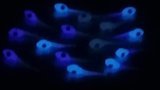 Blue Glo 1&quot; Nano Eyes  10 per pk