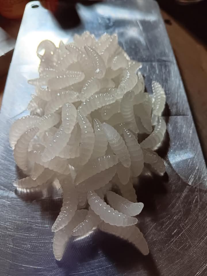 7/8" Waxworms  White glo 10 per pack