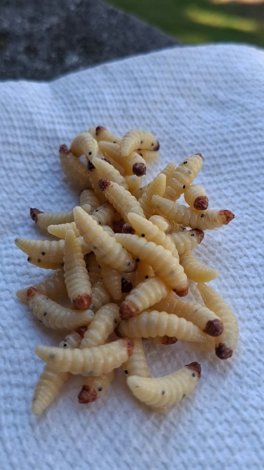 7/8" Waxworms  48 per jar