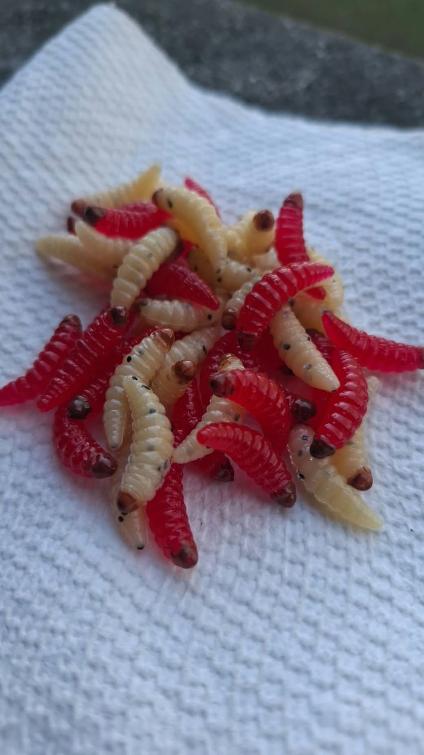 7/8" Waxworms  48 per jar