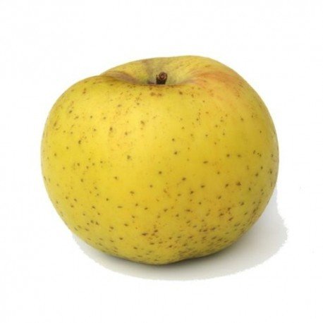 chanteclerc (belchard)