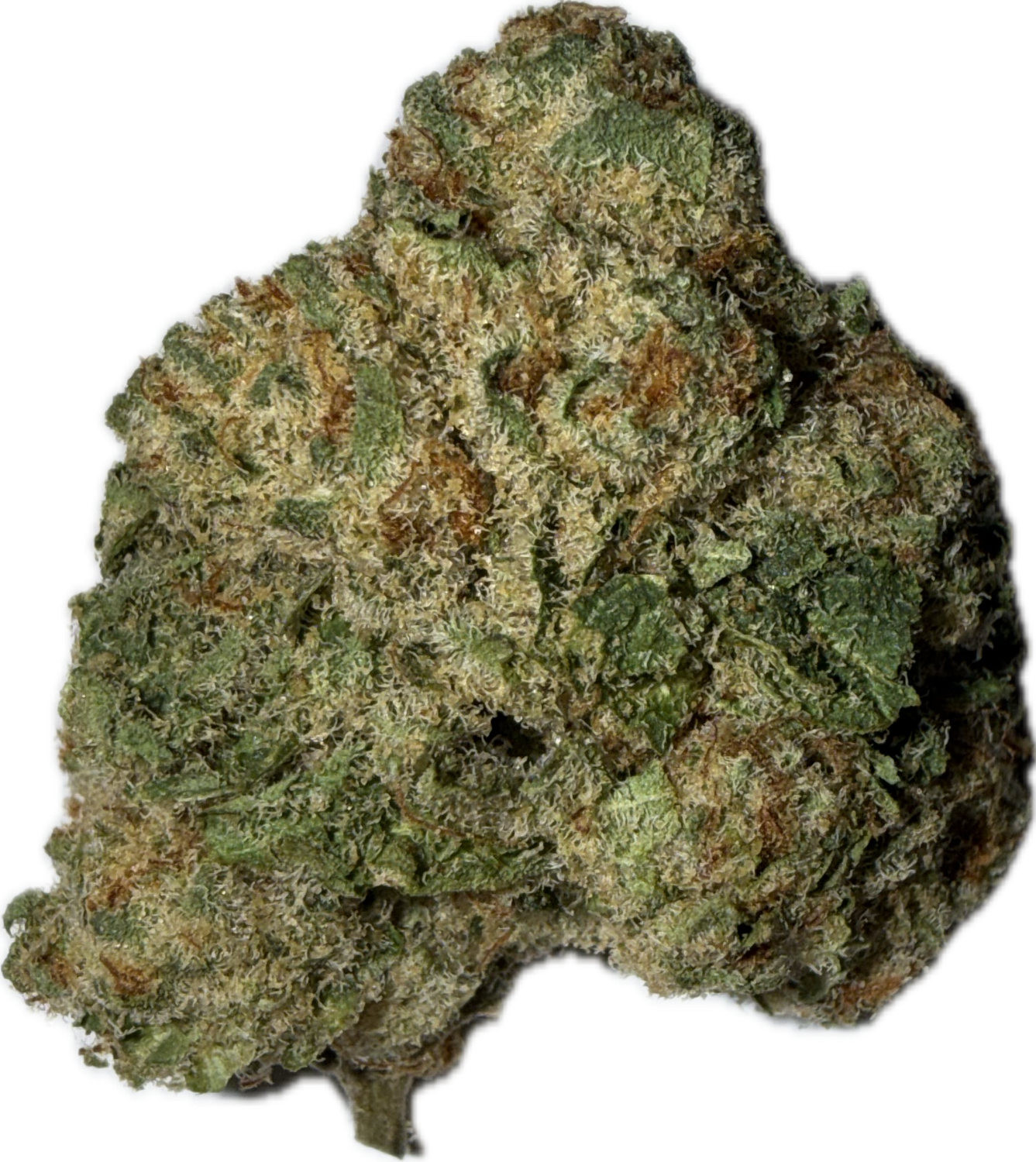 Flower: Sugar Sap • 3.5g SATIVA