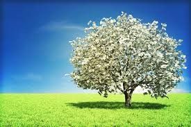 Bank of Mom (or Dad): where money grows on trees - money available 24/7, no banking fees, unlimited loan