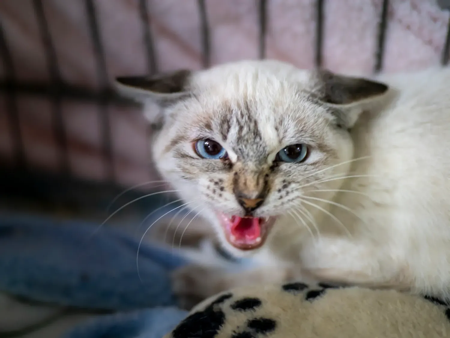 Je m’énerve pas! Je t’explique!!!!!!