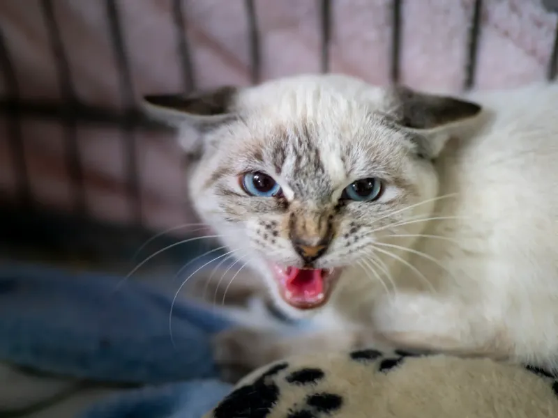 Je m’énerve pas! Je t’explique!!!!!!