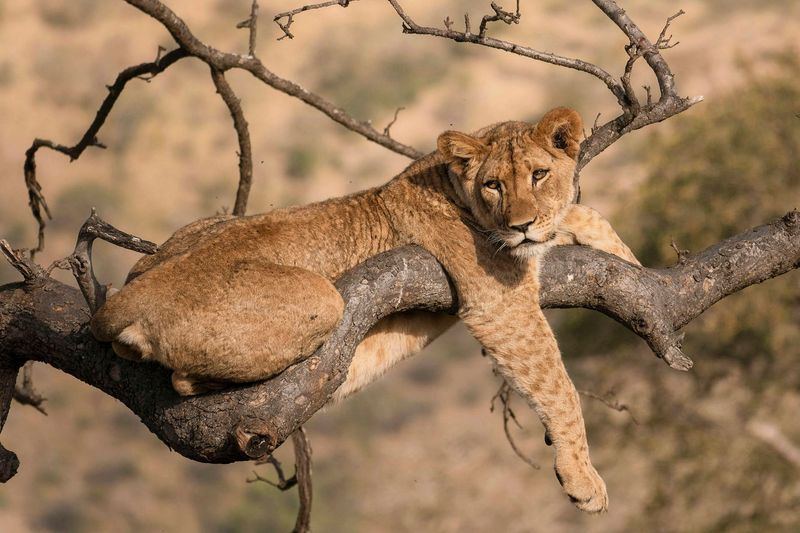 Motivational Speaker: "You can do anything, you just have to wake up the lion inside of you." The Lion inside of me: