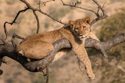 Motivational Speaker: "You can do anything, you just have to wake up the lion inside of you." The Lion inside of me: