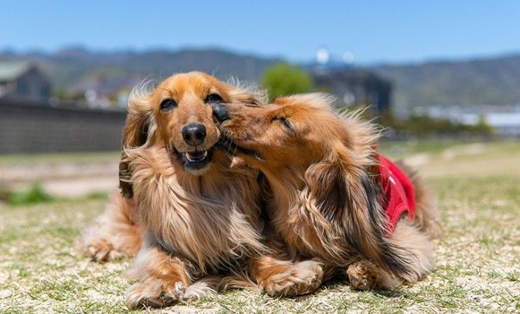 If only humans love as deeply as dogs do, the world would be a better place