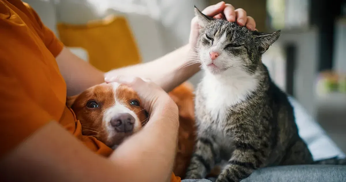 La grandeur d’une nation et son progrès moral peuvent être jugés à la manière dont les animaux sont traités.