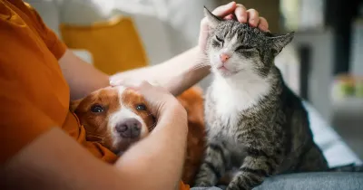 La grandeur d’une nation et son progrès moral peuvent être jugés à la manière dont les animaux sont traités.