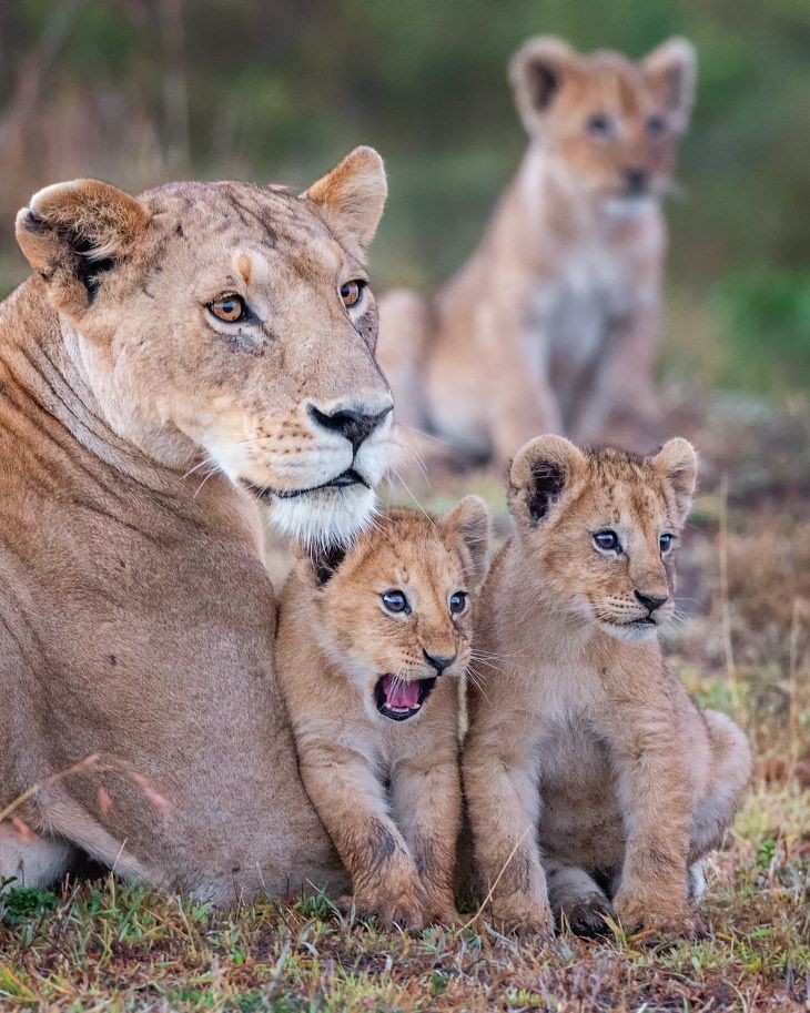 A mother will always protect her own.