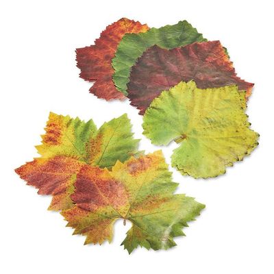 Grape Parchment Leaves