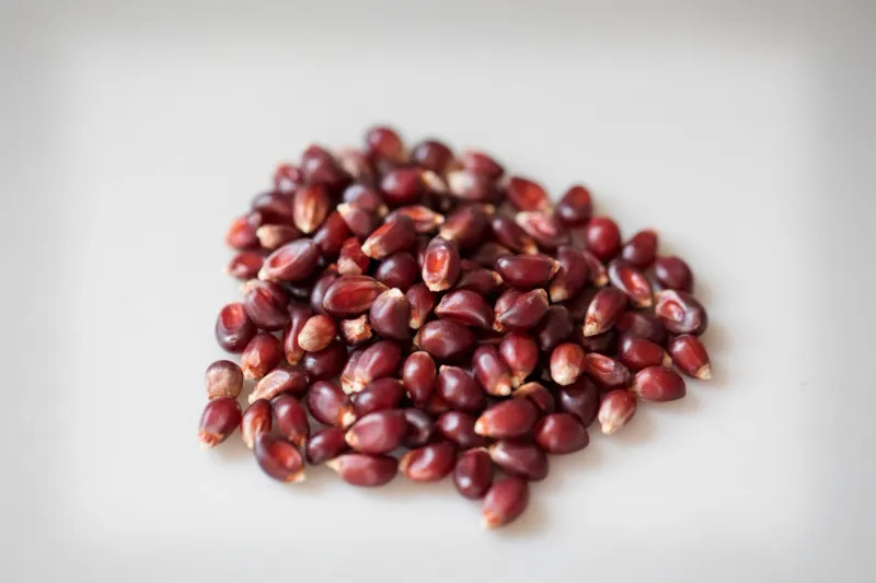 Amish Country 1LB Red Popcorn 