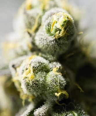 Indica Flower