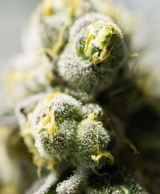 Indica Flower