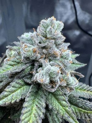 Sativa Flower