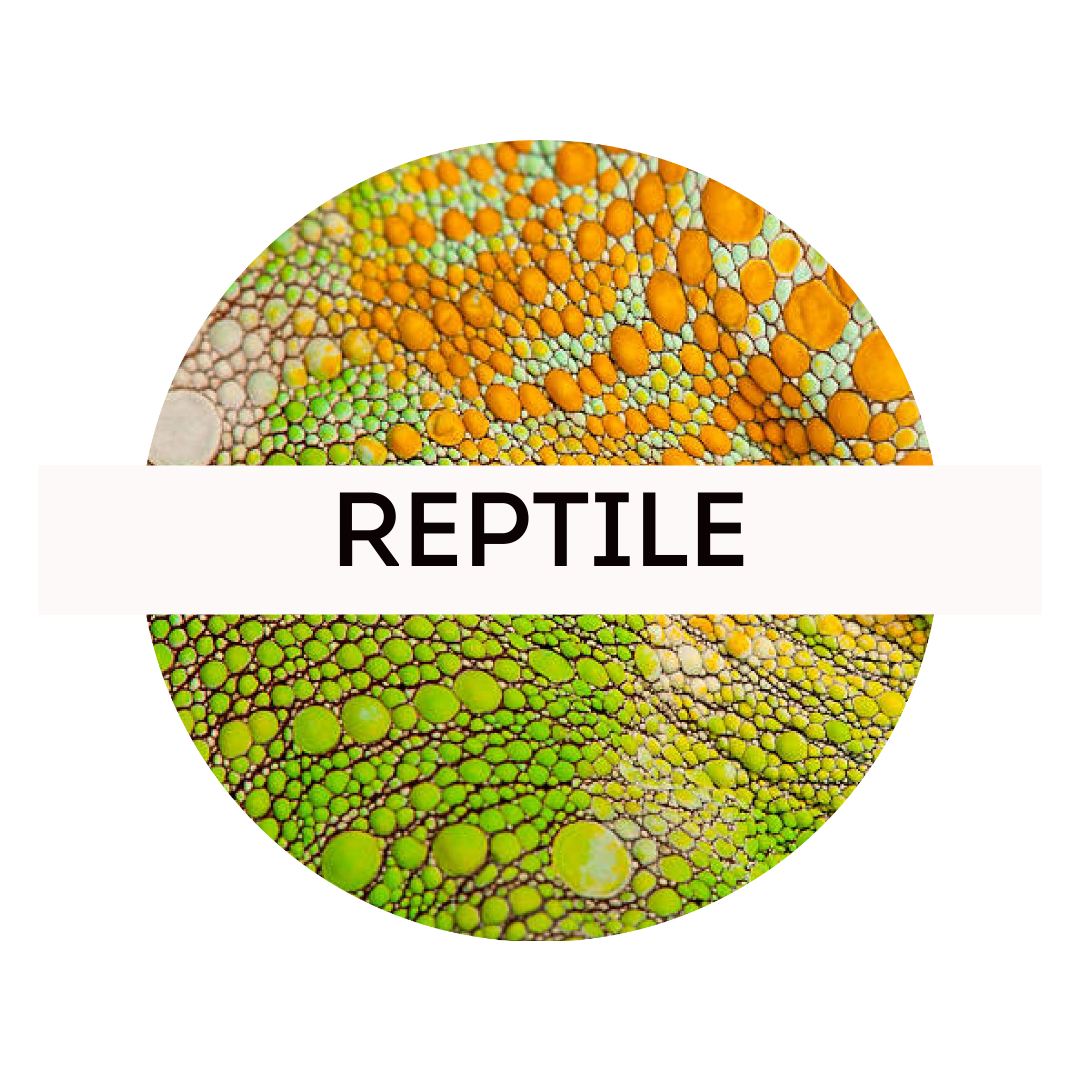 Online Course - Reptile