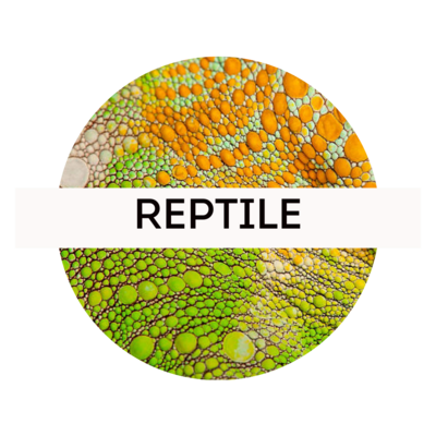 Online Course - Reptile